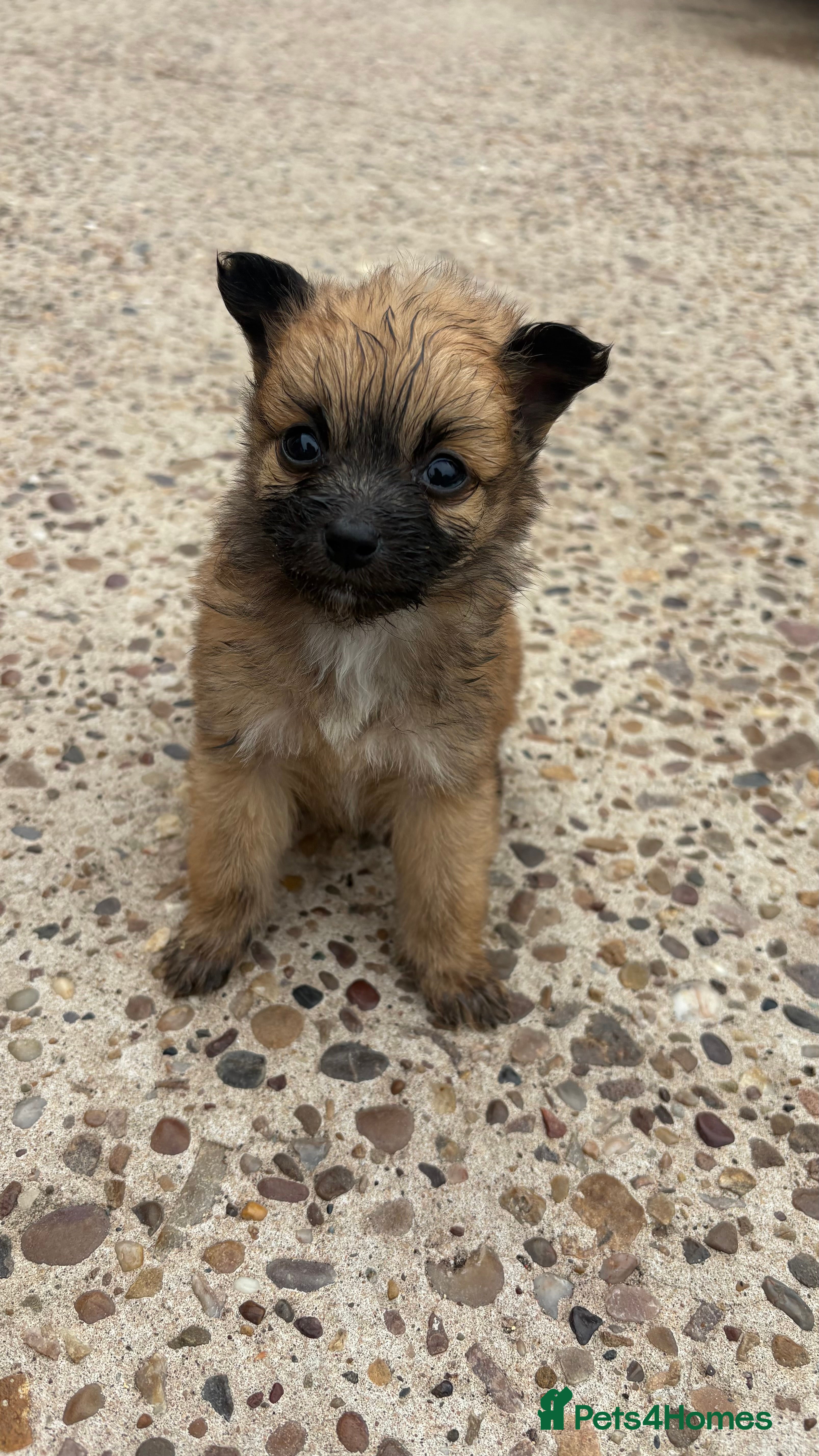 Mixed Breed dogs for sale: PomeranianX yorkshire terrier in Gainsborough - Advert 4