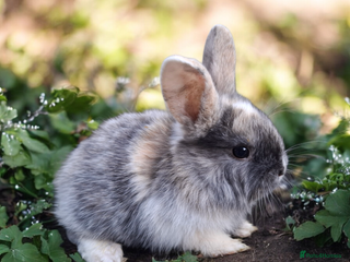 Mixed Breed rabbits Mix breeds babies. See all photos - Advert 13