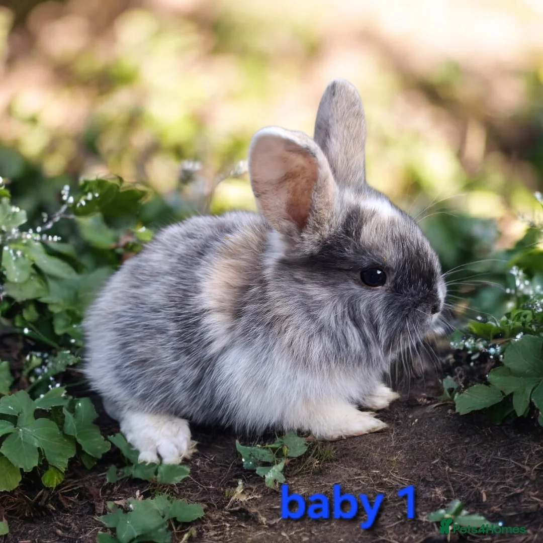 Mixed Breed rabbits for sale: Mix breeds babies. See all photos - Advert 1