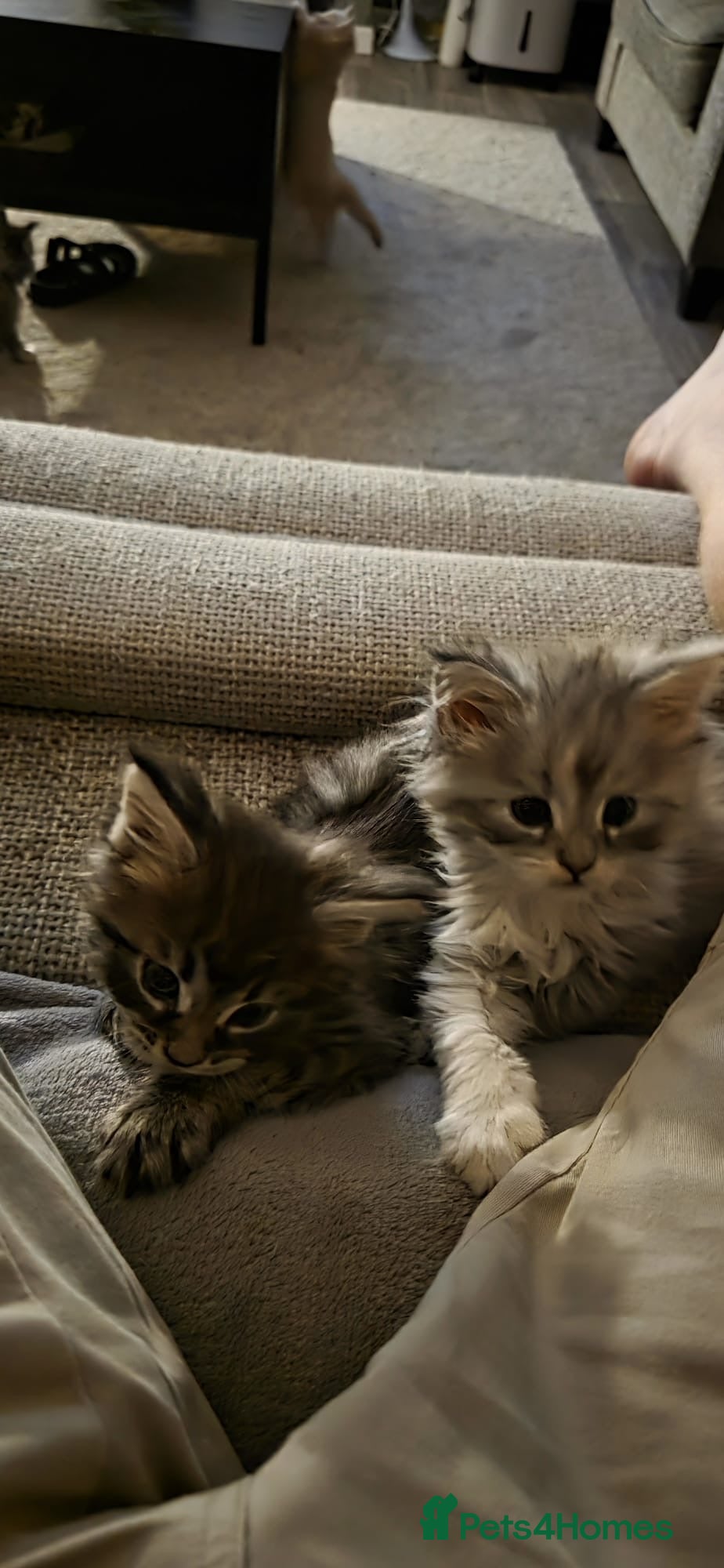 Maine Coon cats Mainecoon kittens - Advert 1