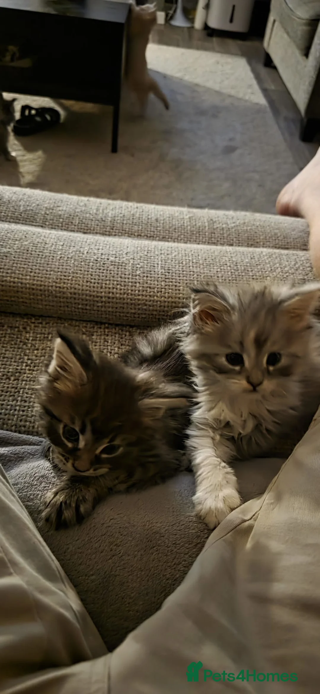 Maine Coon cats for sale: Mainecoon kittens - Advert 1