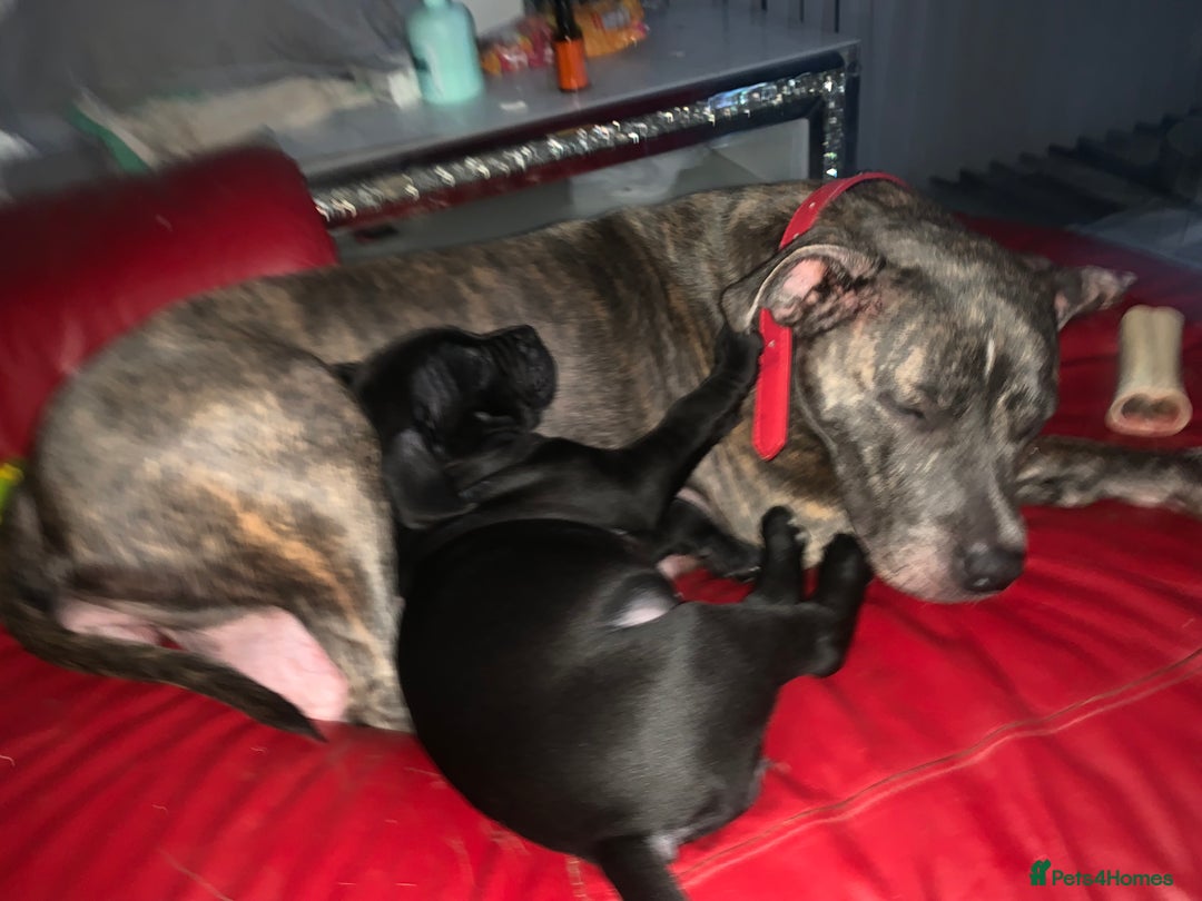 Mixed Breed dogs for sale: Miss Leanne smith - Advert 1