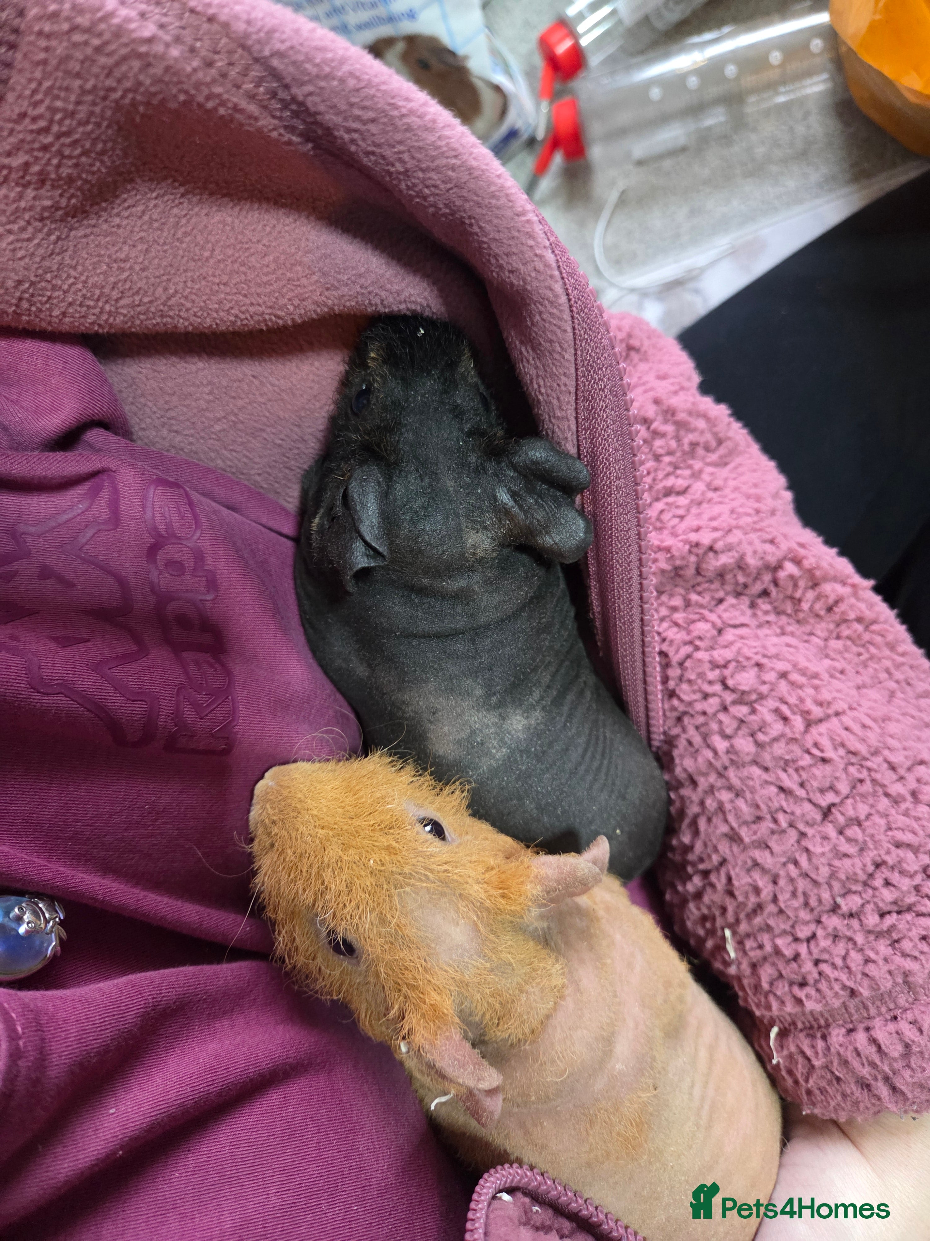Guinea Pig rodents 2 Male Skinny Pigs With Indoor Cage - Advert 1