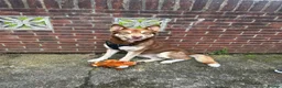 Shepsky dogs for sale: Huskie cross German shepherd  - Advert 1