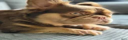 French Bulldog dogs for sale: Fluffy French bulldog Rojo Intensity Girl  - Advert 4