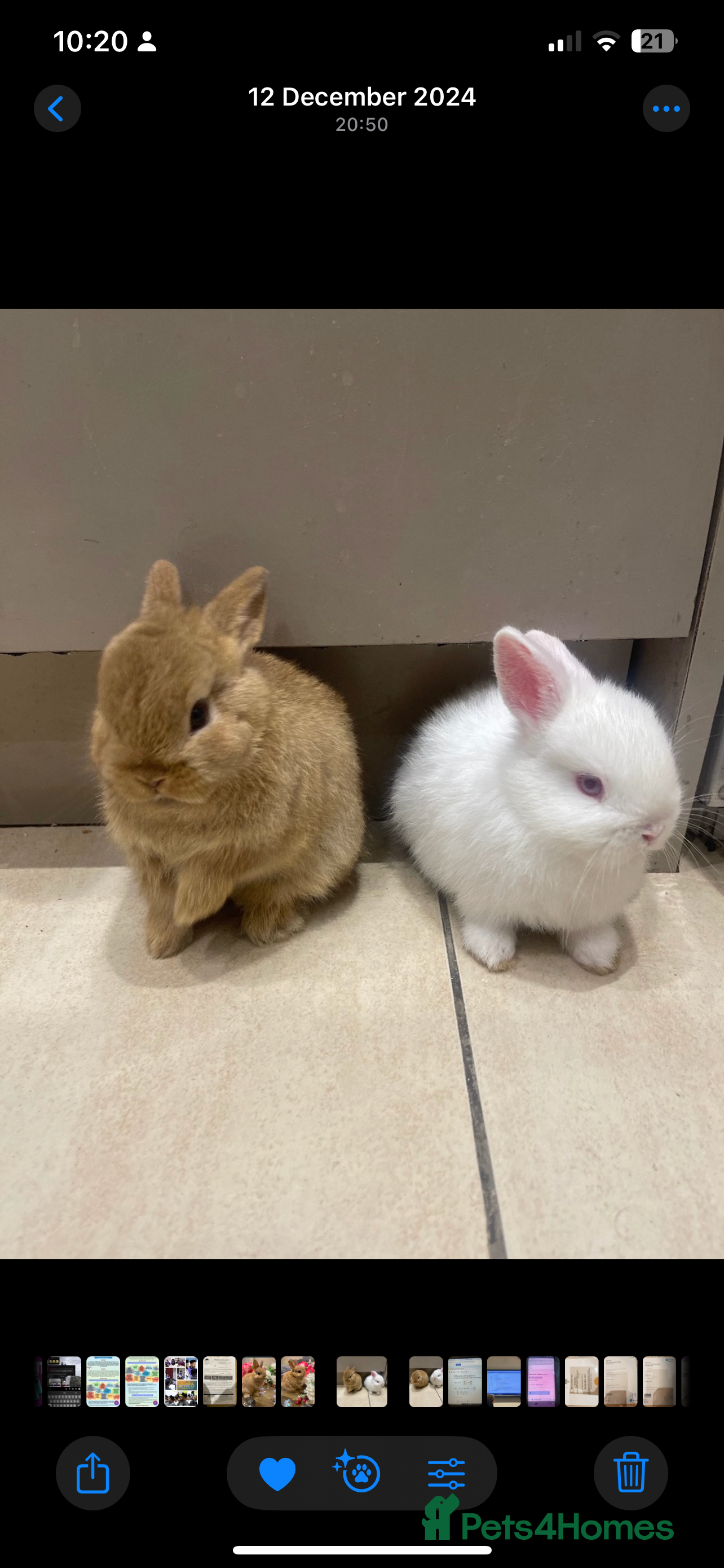 Netherland Dwarf rabbits Pure Netherland Dwarfs - Advert 1