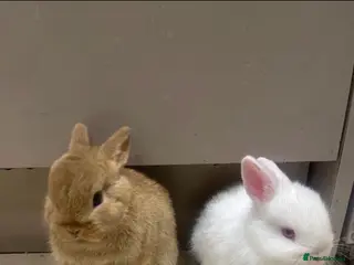 Netherland Dwarf rabbits Pure Netherland Dwarfs - Advert 1