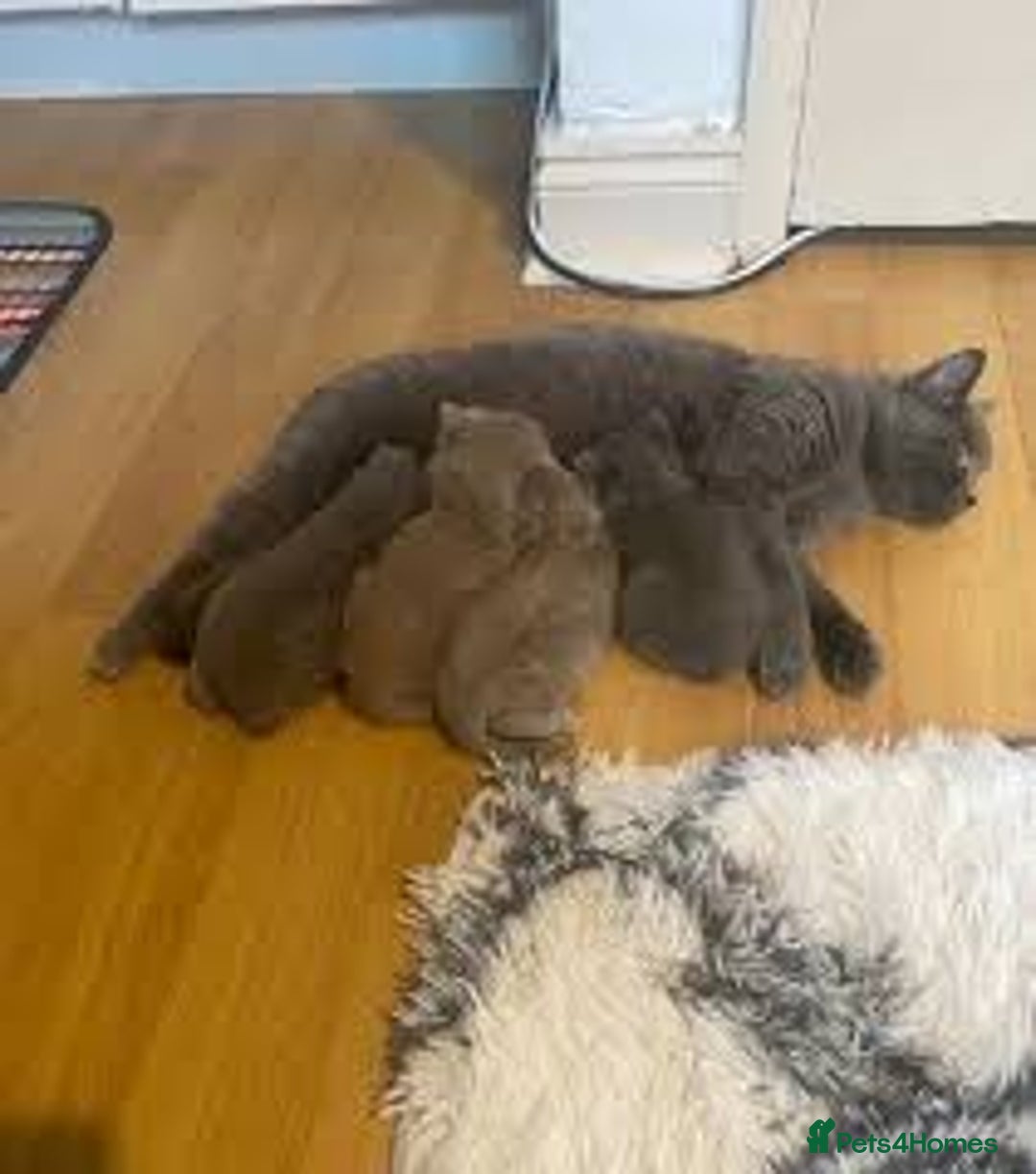 British Shorthair cats for sale: BSH kittens for sale  - Image 4