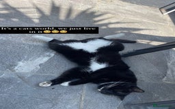 Mixed Breed cats for sale: Flimflam & Bojo - Image 28