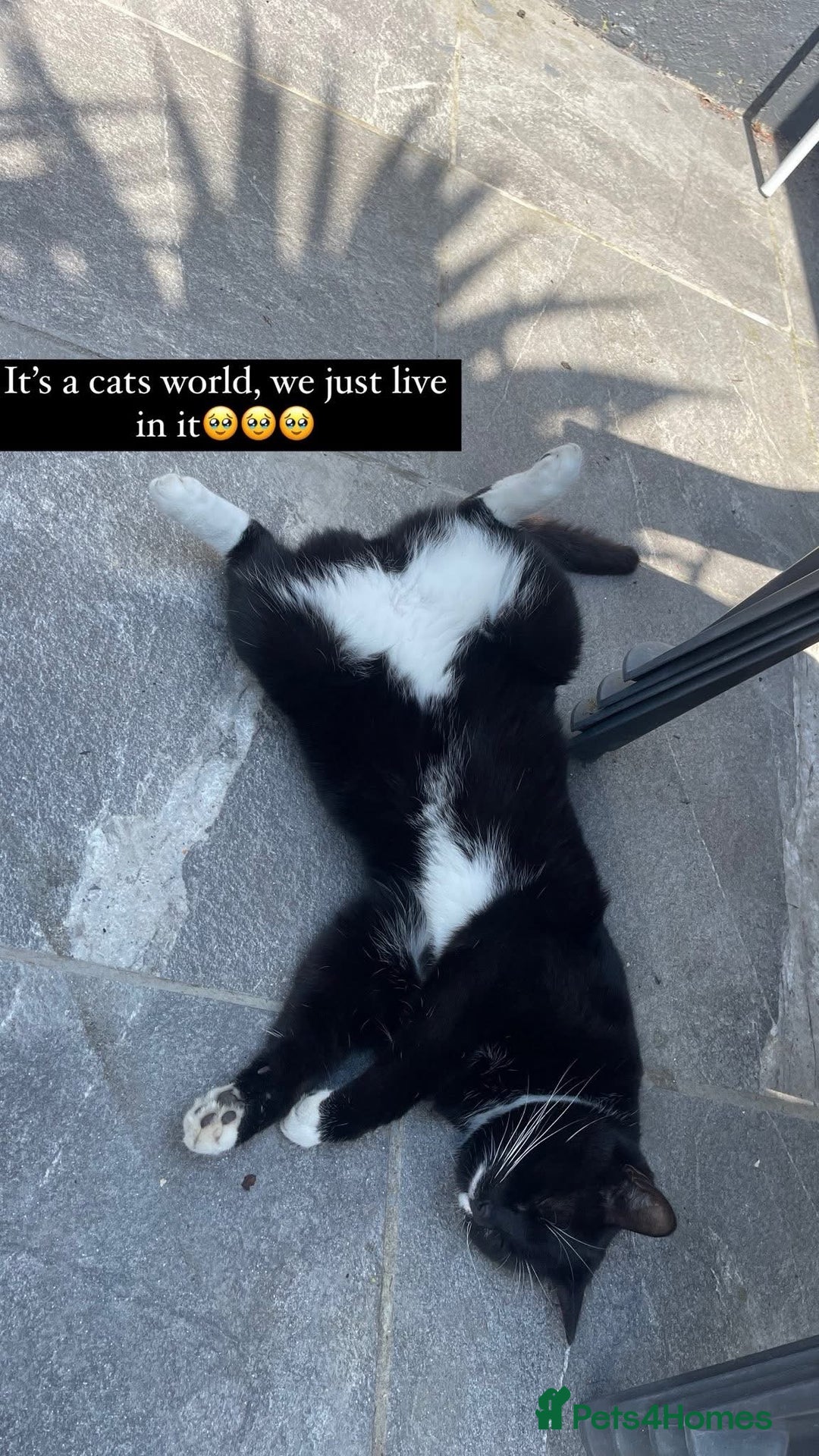 Mixed Breed cats for sale: Flimflam & Bojo - Image 28