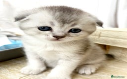 Scottish Fold cats for sale: The last Scottish Kitten ready for a loving home - Image 21
