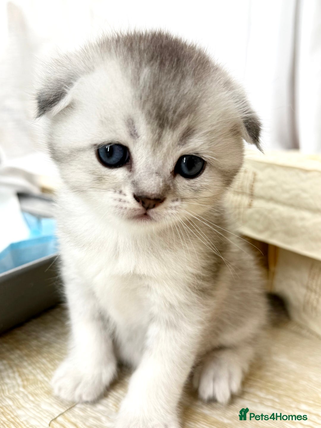 Scottish Fold cats for sale: The last Scottish Kitten ready for a loving home - Image 21