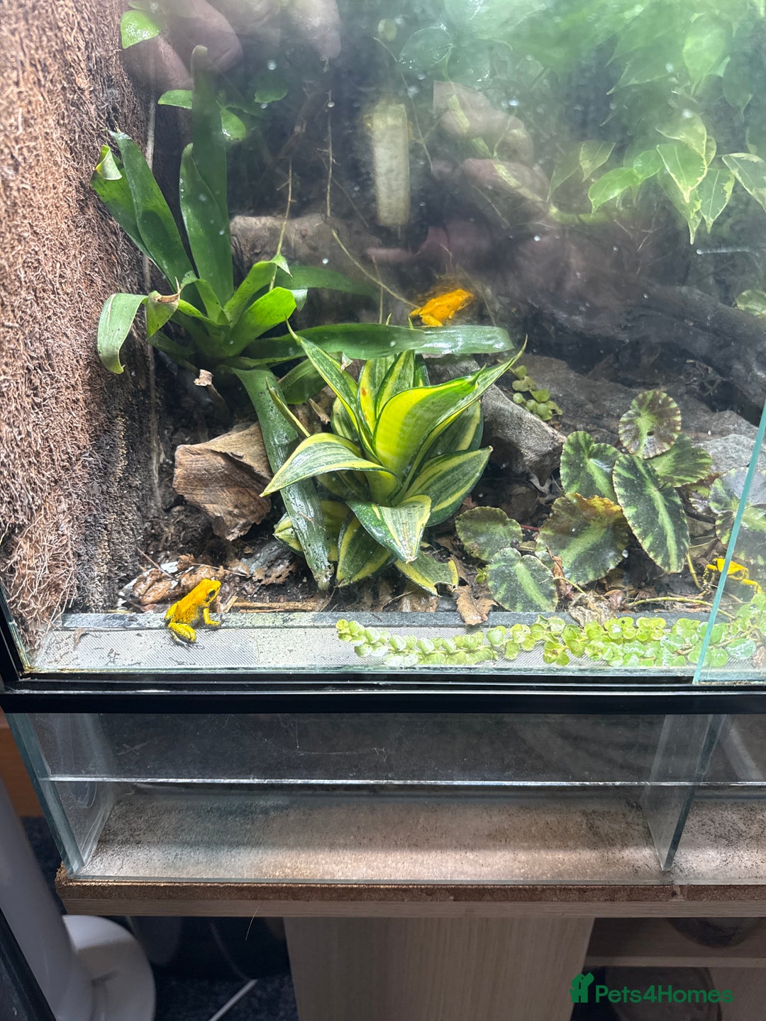 Mixed Breed livestock for sale: Yellow dart frogs - Image 1
