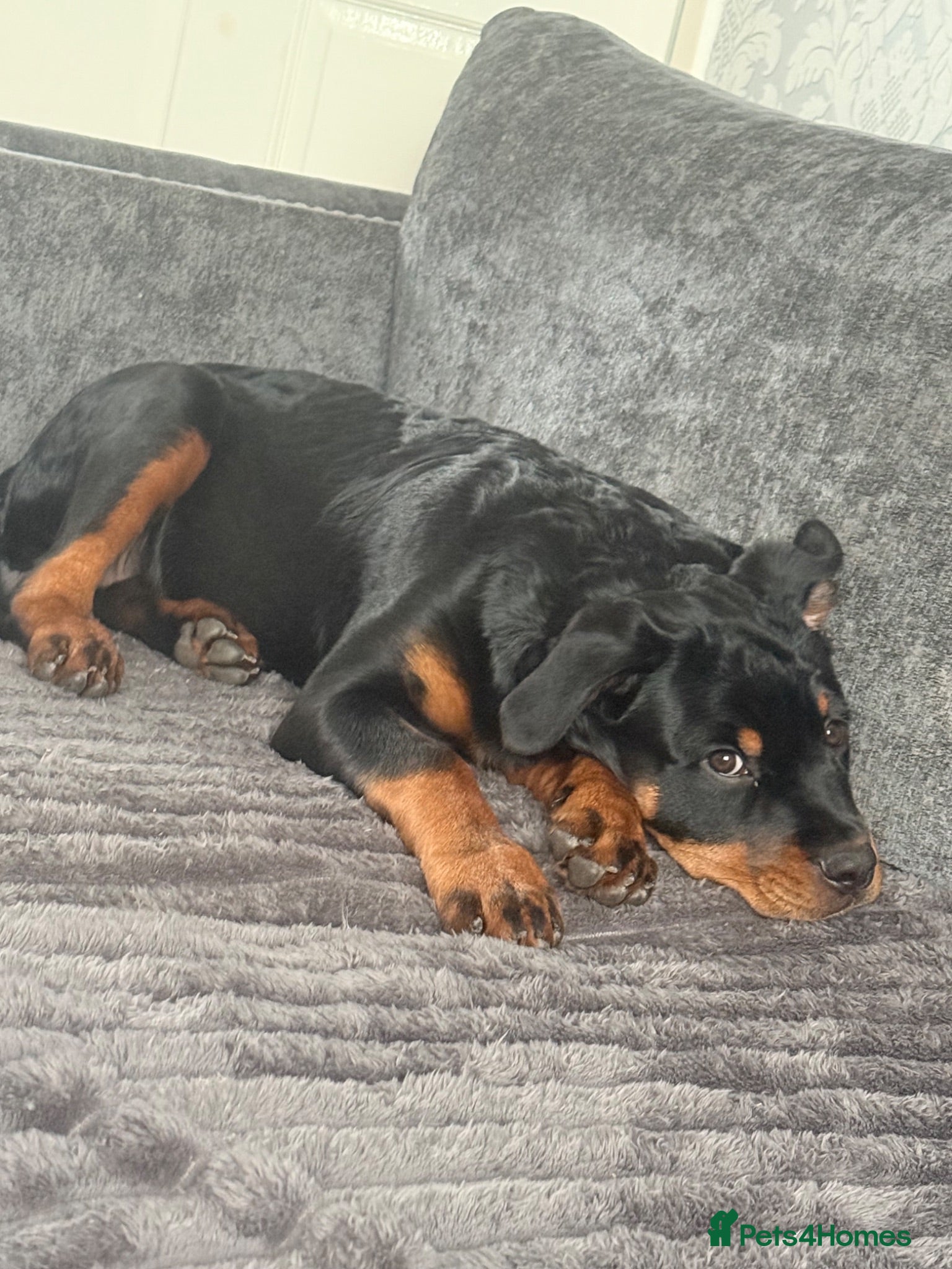 Rottweiler dogs 7 month old female Rottweiler  - Advert 3