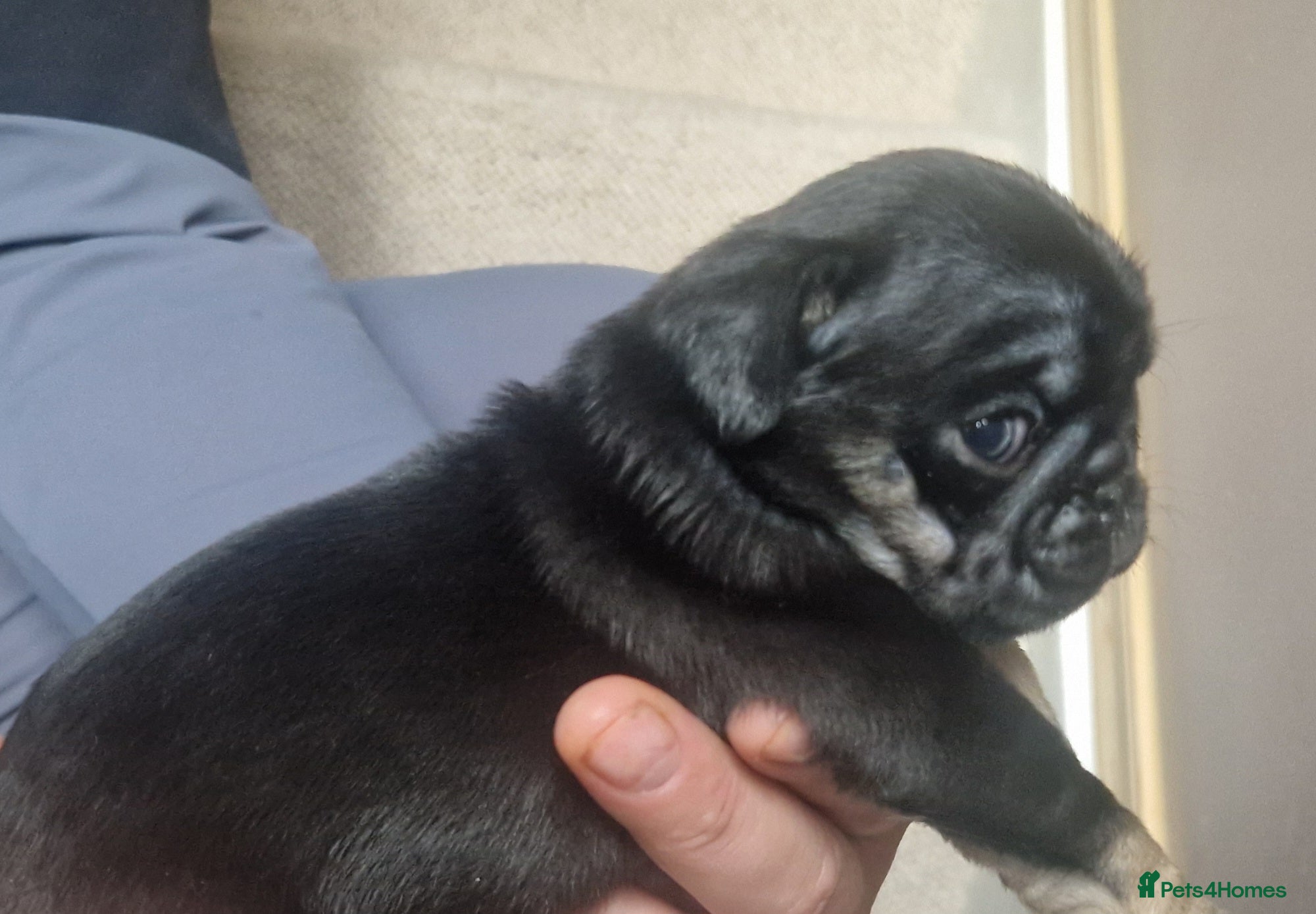 Pug dogs Female & Male pug puppies - Advert 2