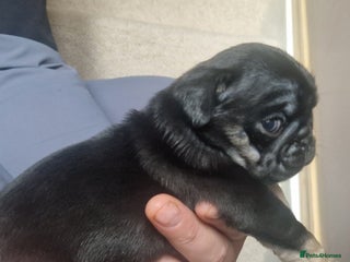 Pug dogs Female & Male pug puppies - Advert 2