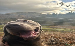Labrador Retriever dogs for stud: Silver Labrador for stud  - Image 4