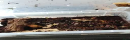 Snails invertebrates for sale: Giant African snails  - Advert 1