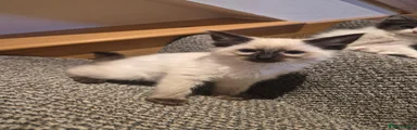 Seal point boy