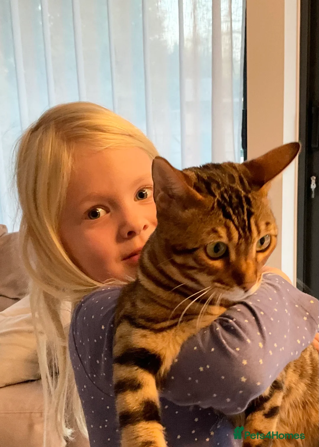 Bengal cats for sale: Beautiful Bengal girl - amazing markings - Advert 2