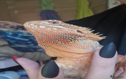Bearded Dragon reptiles for sale: Female Bearded Dragon with Vivarium - Image 4