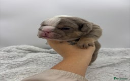 English Bulldog dogs for sale: 10 British Bulldog puppies 🐶  - Image 23