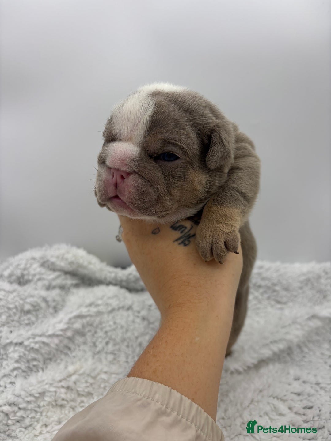 English Bulldog dogs for sale: 10 British Bulldog puppies 🐶  - Image 23