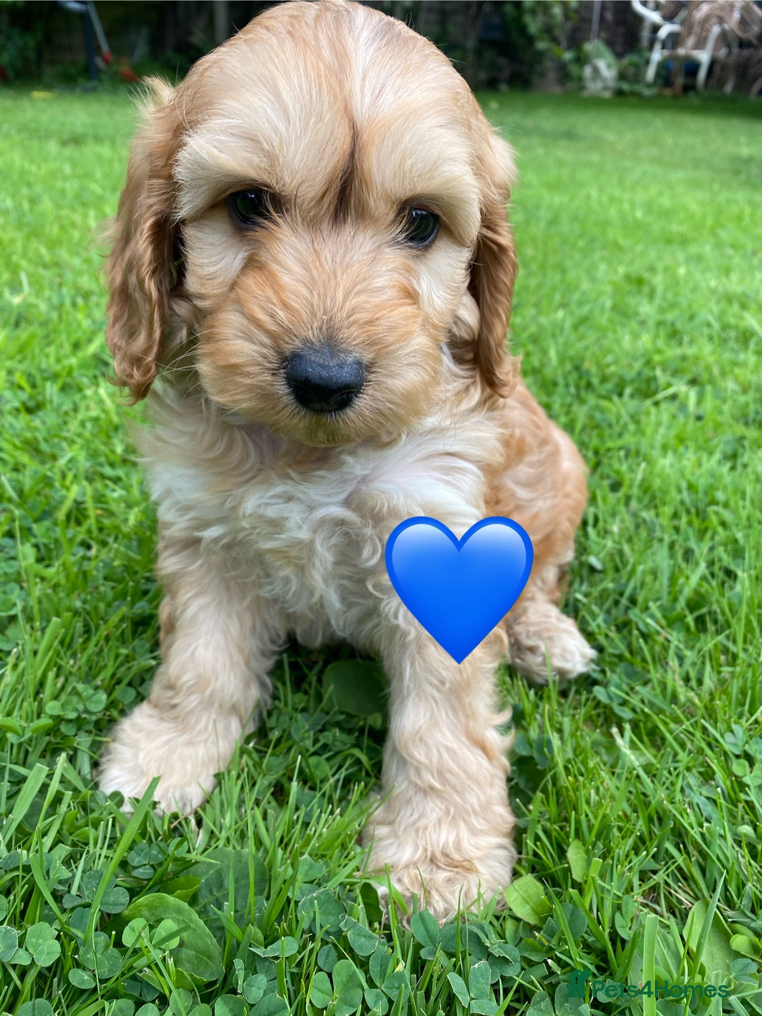 Cockapoo dogs F1 SABLE COCKAPOOS.READY NOW. - Advert 1