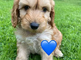 Cockapoo dogs F1 SABLE COCKAPOOS.READY NOW. - Advert 1
