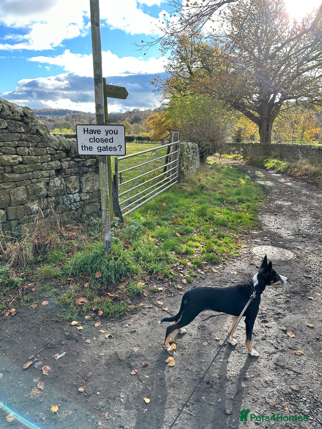Border Collie dogs for sale: Tri Colour Smooth Fur Collie (MALE) For Sale - Advert 9