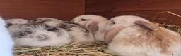 Mixed Breed rabbits for sale: Angora x French lop bunnies - Advert 7