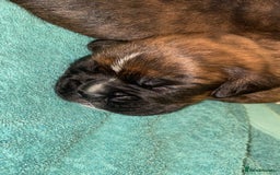 Boxer dogs for sale: Boxer  - Image 3