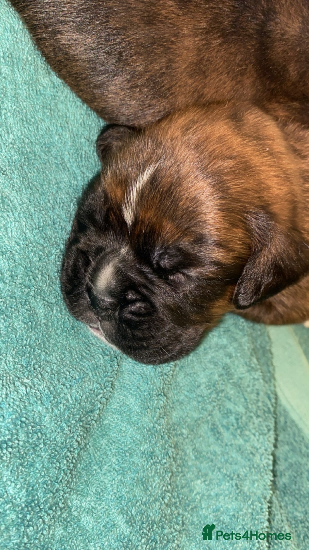 Boxer dogs for sale: Boxer  - Image 3