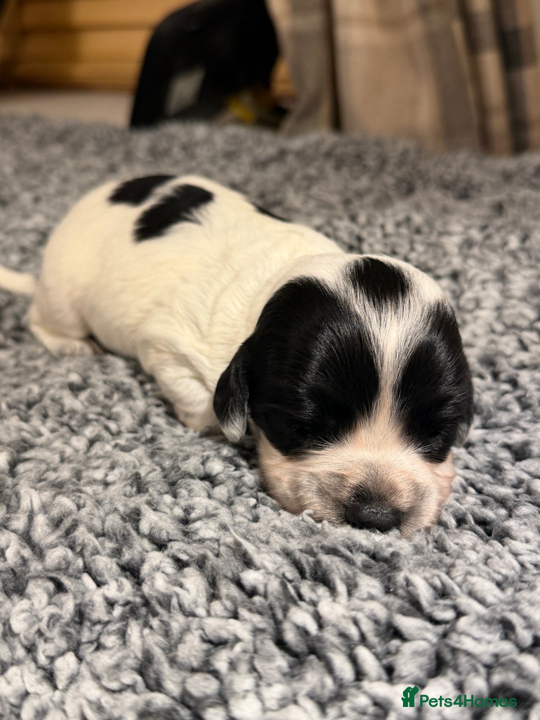 Sprocker dogs for sale: Sprocker spaniel puppies - Advert 3