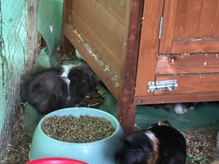 Guinea Pig rodents 2 Guinea Pigs for only £15 - Advert 1