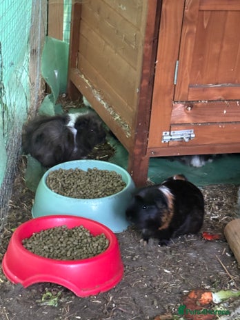 Guinea Pig rodents - Advert 14