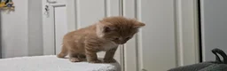 Mixed Breed cats for sale: 7 Adorable kittens ready for their furever home - Advert 18