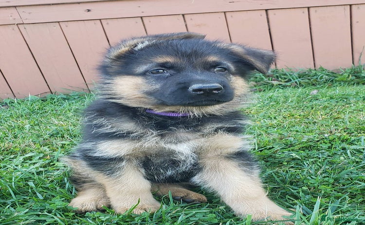 German Shepherd dogs - Advert 3