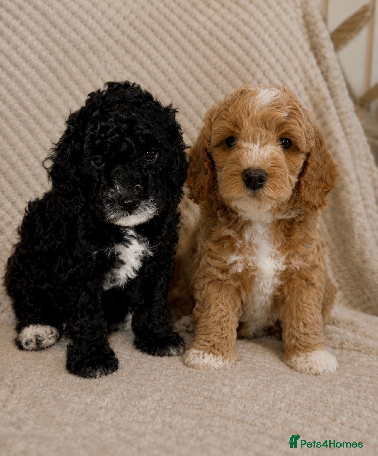 Cavapoo dogs Beautiful F1B Cavapoo Puppies  - Advert 18