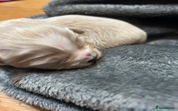 Mixed Breed dogs for sale: Shi/chi - Image 5