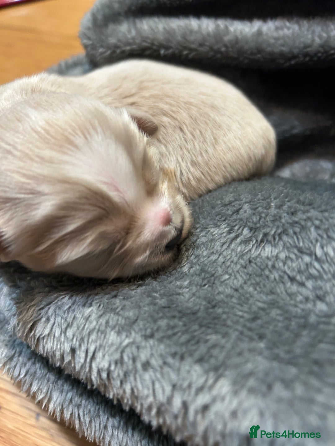 Mixed Breed dogs for sale: Shi/chi - Image 5