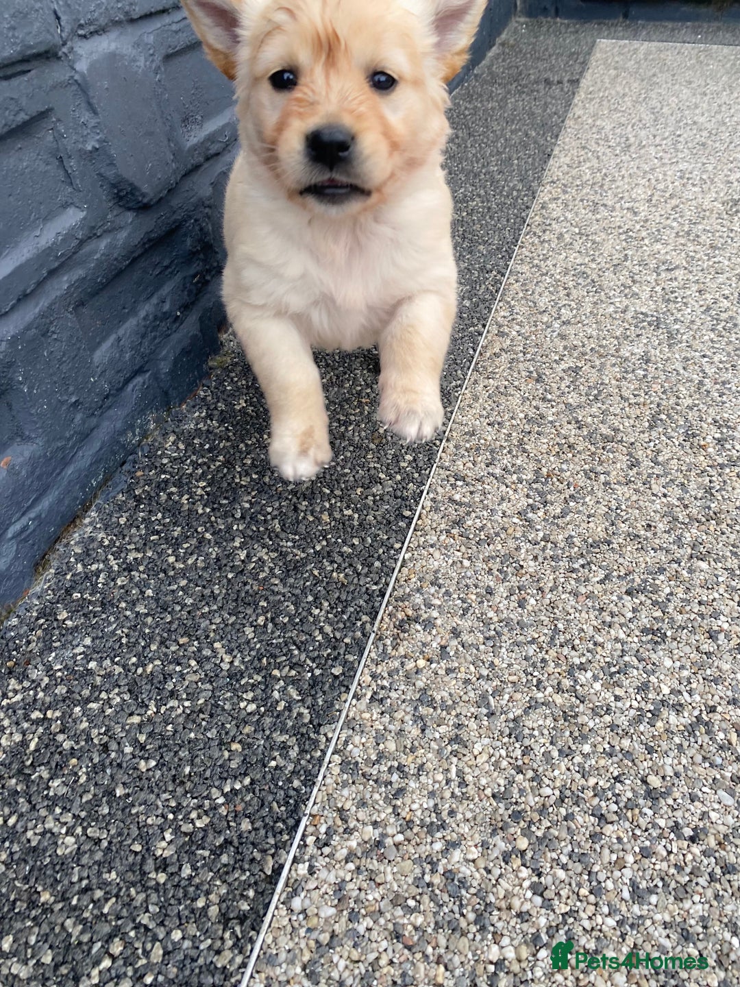 Golden Retriever dogs for sale: Beautiful KC reg Fluffy Golden Retriever Puppies - Image 17