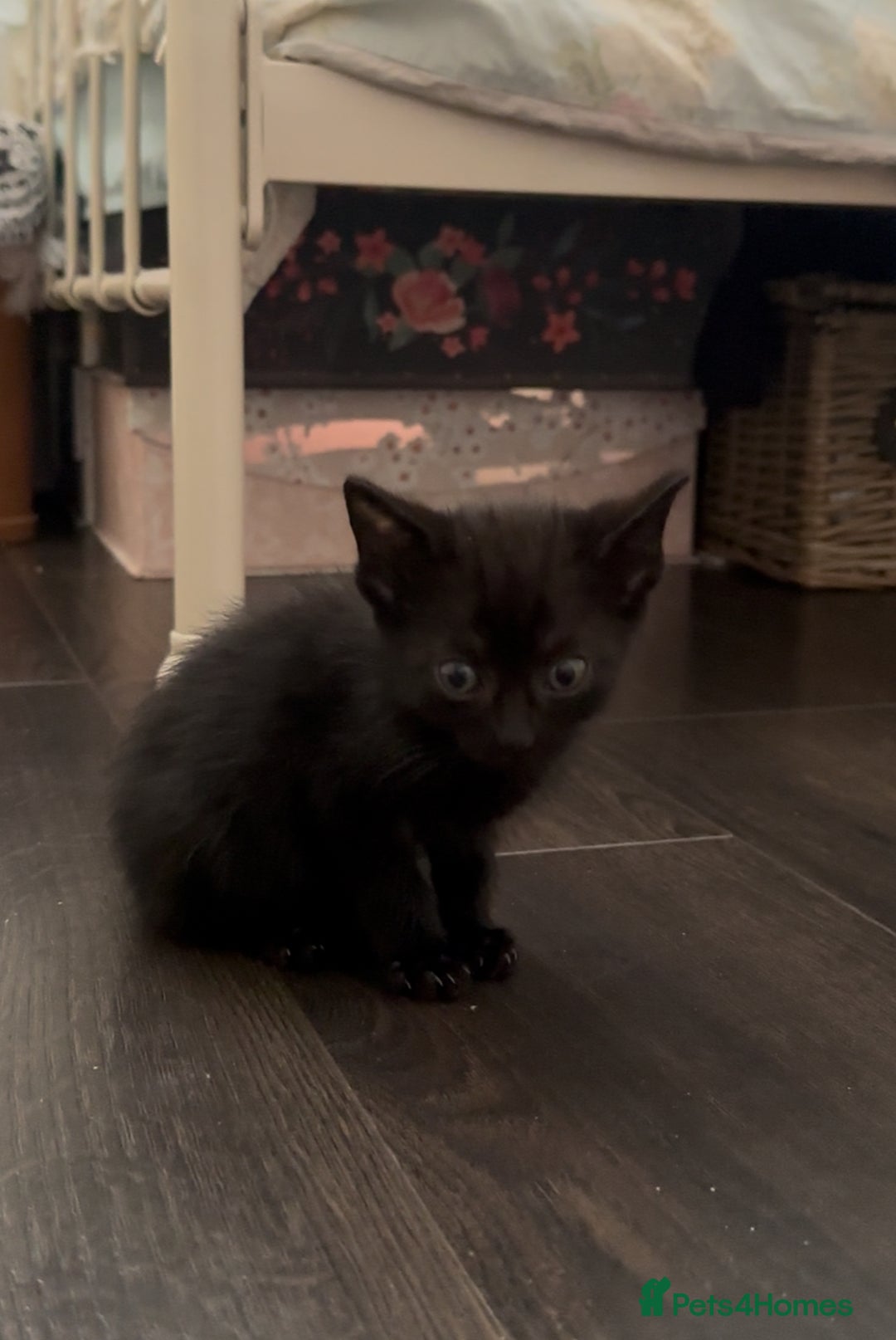 Mixed Breed cats for sale: Mixed breed kittens  - Image 15