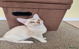 Burmilla cats for sale: Chocolate Silver Shaded Male Burmilla Kitten  - Image 6