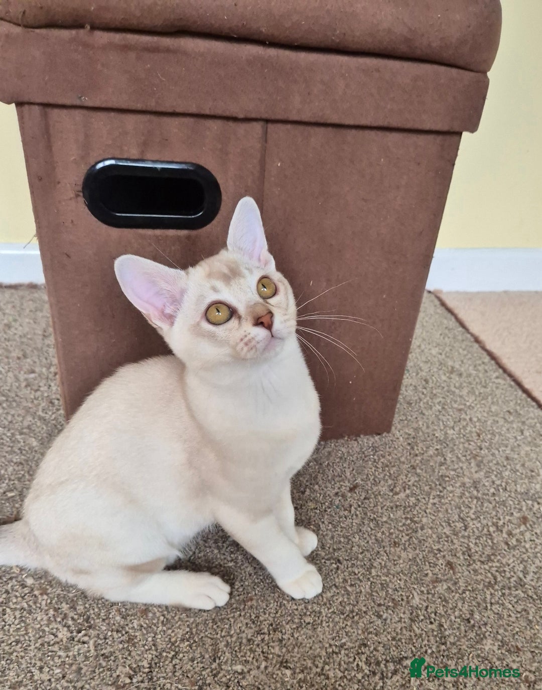 Burmilla cats for sale: Chocolate Silver Shaded Male Burmilla Kitten  - Image 6