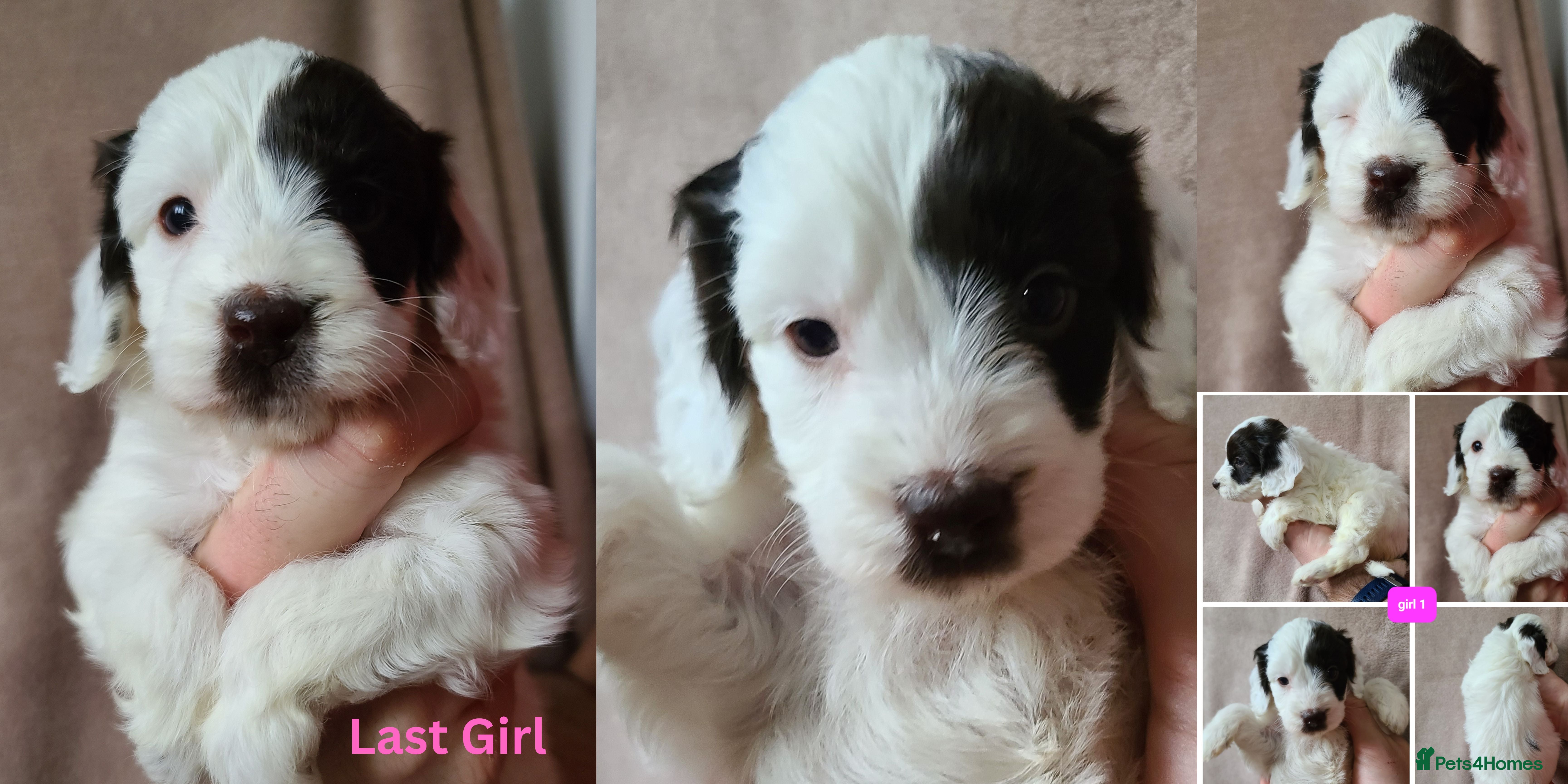 Cockapoo dogs GIRL F1 Cockapoo. DNA Health Tested. - Advert 6