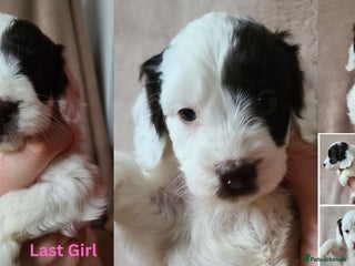 Cockapoo dogs GIRL F1 Cockapoo. DNA Health Tested. - Advert 6