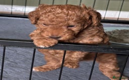 Jackapoo dogs for sale: Adorable (85% Toy Poodle) Jackapoo pups  - Image 2