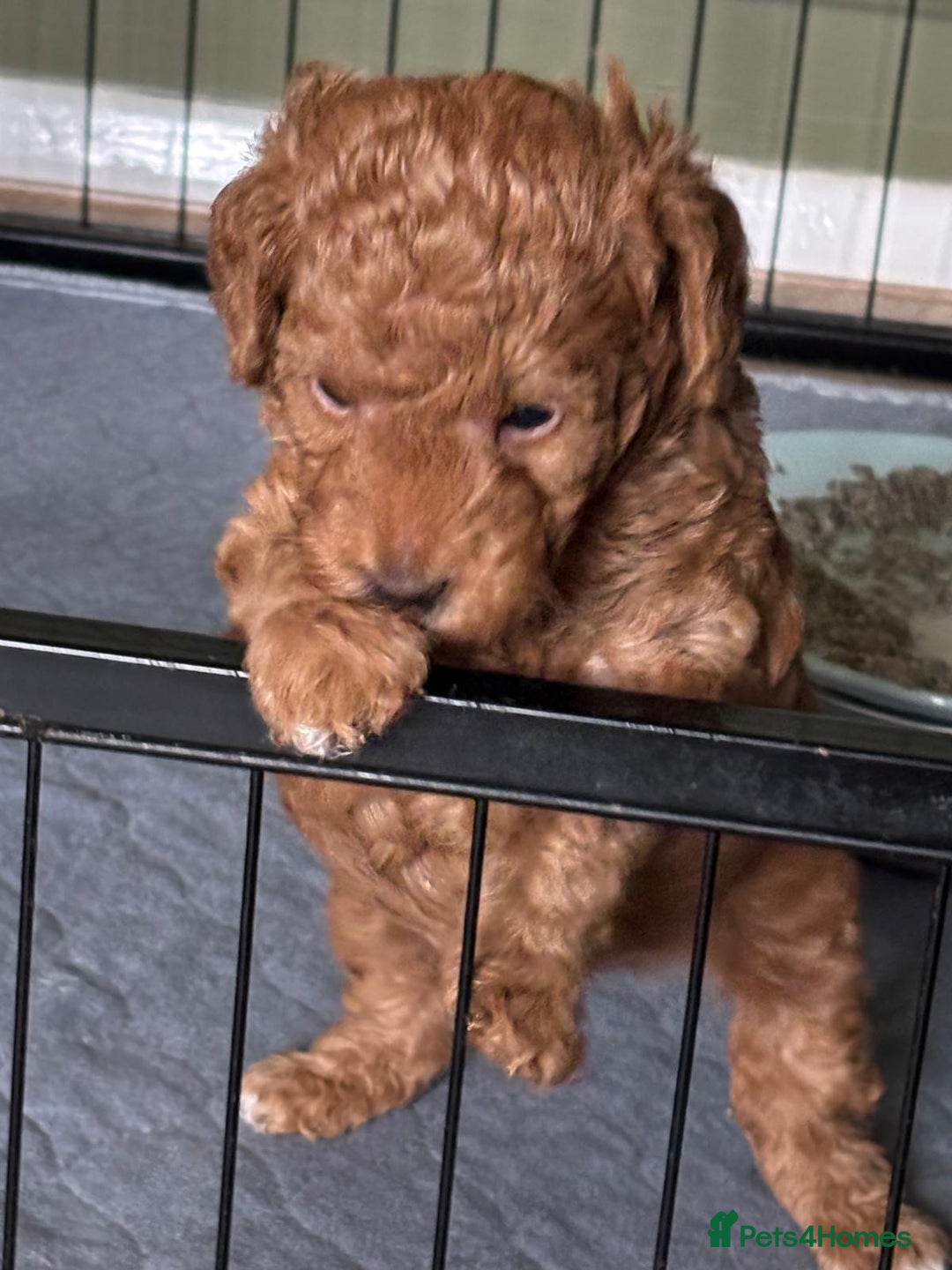 Jackapoo dogs for sale: Adorable (85% Toy Poodle) Jackapoo pups  - Image 2