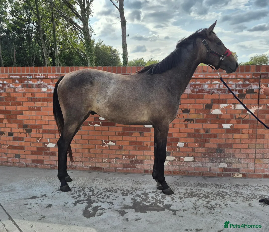 English Thoroughbred horses for sale: 3 yr old tb gelding - Advert 1